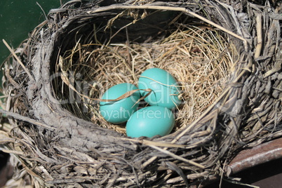 Eggs of a robin