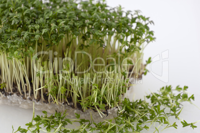 Partly cut cress