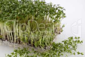 Partly cut cress