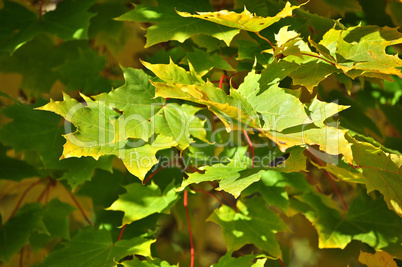 Ahornblätter in der Herbstsonne