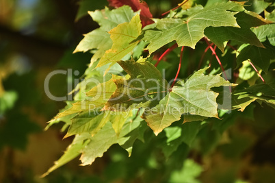 Ahornblätter in der Herbstsonne