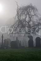 Spooky old cemetery on a foggy day