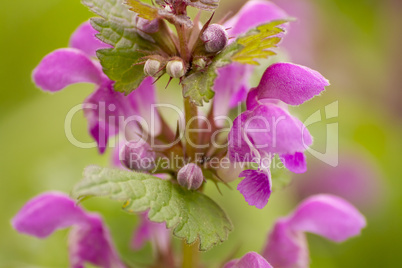 red deadnettle