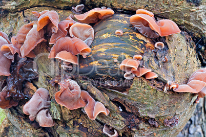 Fungi growing on a tree trunk