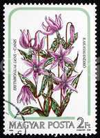 Postage stamp Hungary 1985 Dogtooth Violet, Flower