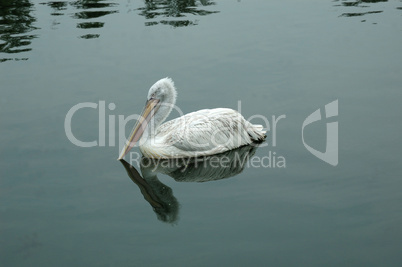 Bird the Pelican on water.