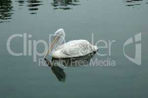 Bird the Pelican on water.