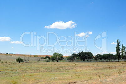 Trees in the field