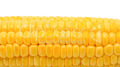 Corn isolated on white