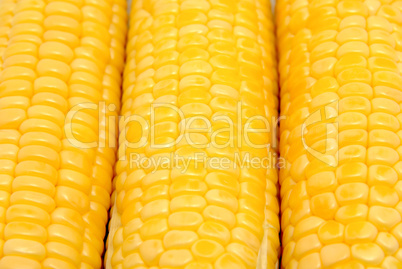 Corn on the cob