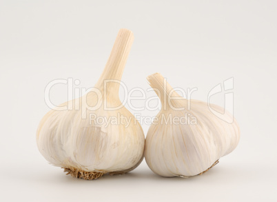 Garlic Bulb