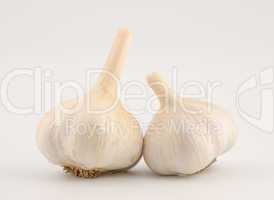 Garlic Bulb