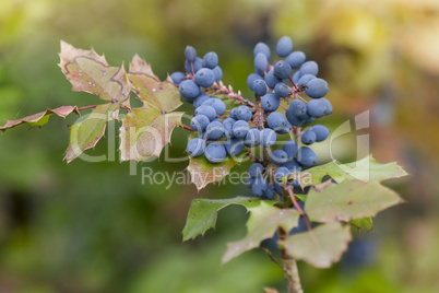 Mahonie- Mahonia aquifolium