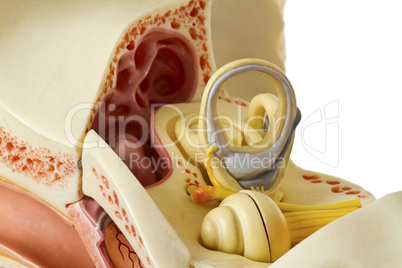 Anatomie des Ohres