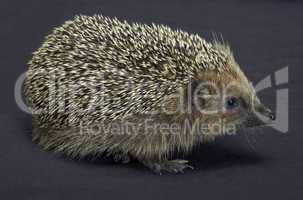 hedgehog in dark back