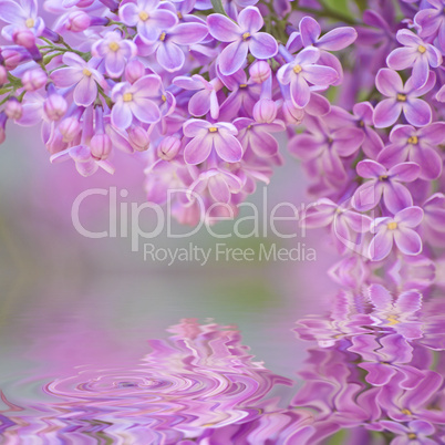 lilac in detail