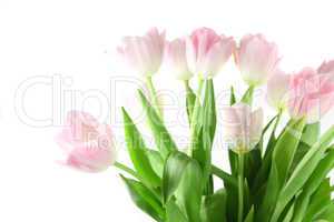 pink tulips