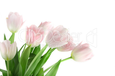 pink tulips