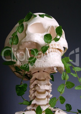 skeleton head with creeping plant