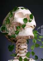 skeleton head with creeping plant