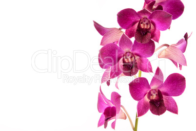 orchid in bloom