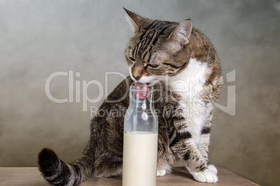 Katze und Milch