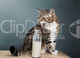 Katze und Milch