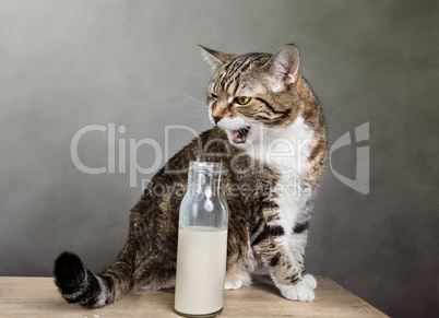 Katze und Milch