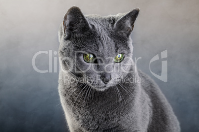 Russisch Blau Katze