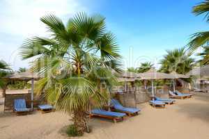 Palm tree on the beach at luxury hotel, Hurghada, Egypt
