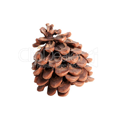 Pine cone on the white background