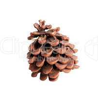 Pine cone on the white background