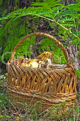 Mushrooms in a basket