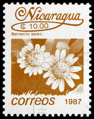 Postage stamp Nicaragua 1987 Senecio Spec, Flower