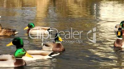 Enten auf einem Teich