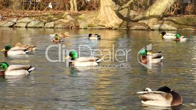 Enten auf einem Teich