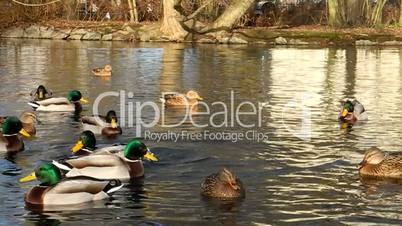 Enten auf einem Teich