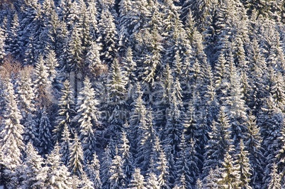 Fichtenwald im Winter - spruce forest in winter 01