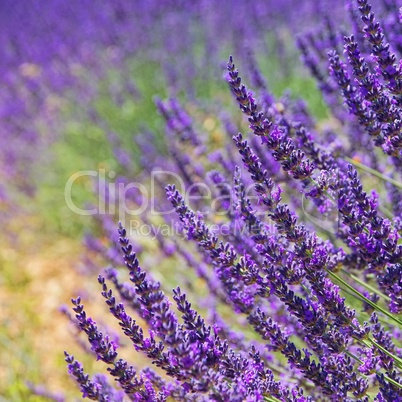 Lavendel - lavender 78