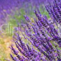 Lavendel - lavender 78