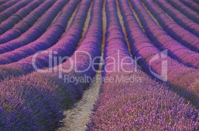 Lavendelfeld - lavender field 31