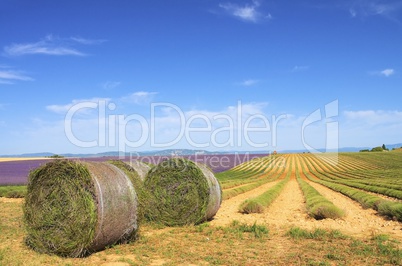 Lavendelfeld Ernte - lavender field harvest 11