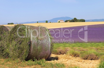 Lavendelfeld Ernte - lavender field harvest 12