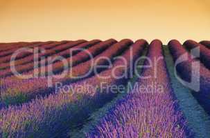 Lavendelfeld Sonnenuntergang - lavender field sunset 02