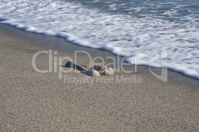 stones on a sandy beach