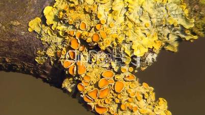 Gelbflechte (Xanthoria-parietina)