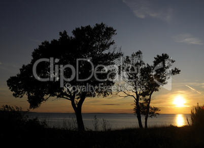 Bäume am Meer bei Sonnenuntergang