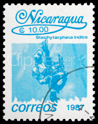 Postage stamp Nicaragua 1987 Indian Snakeweed, Flower