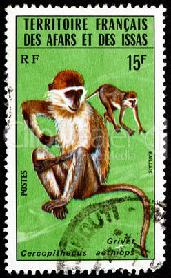 Postage stamp Afars and Issas 1975 Grivet, Cercopithecus Aethiop