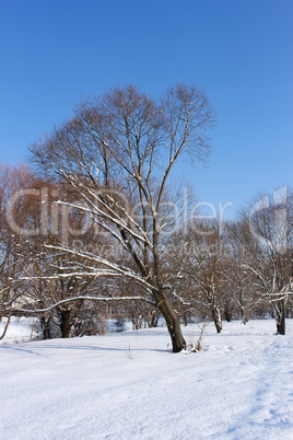 Snow-covered trees in urban park